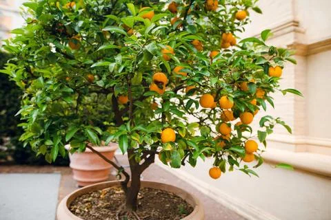 Orange Tree in Roman Courtyard Stock Photos