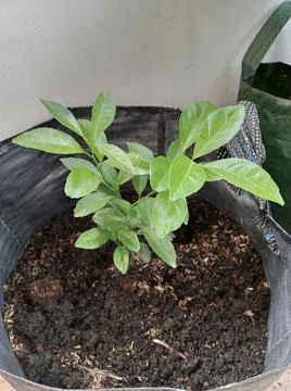 Orange tree seeds Foto stock