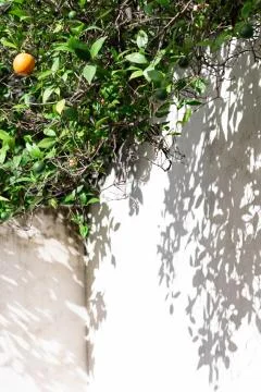 Orange tree.  Shadow on a white wall. Stock Photos