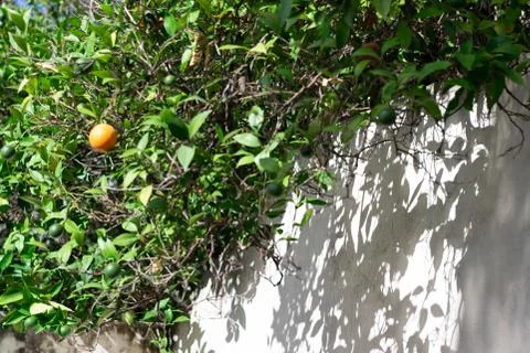 Orange tree.  Shadow on a white wall. Stock Photos