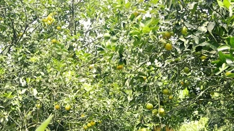 Orange tree shakes in an orange forest Stock Footage 172084330