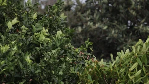Orange tree shaking in the wind in slow motion. Vidéo 334225497