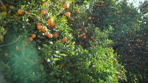 Orange Tree in Shiny Sunlight Video stock 265601633