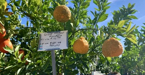 Orange tree with sign in nursery Stock Footage 126258974