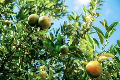 Orange on tree at sky. Stock Photos