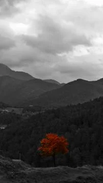 Orange tree stands out Stock Photos