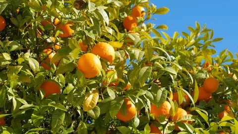 Orange tree on the street Stock Footage 87199413