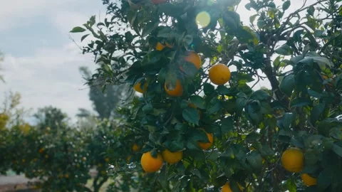 Orange tree with sun flare in sunny Malaga, Spain Stock Footage 306123231