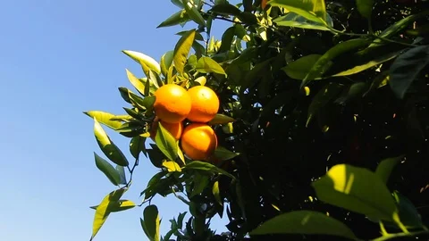 An orange tree in the sun, motion 動画素材 76841947