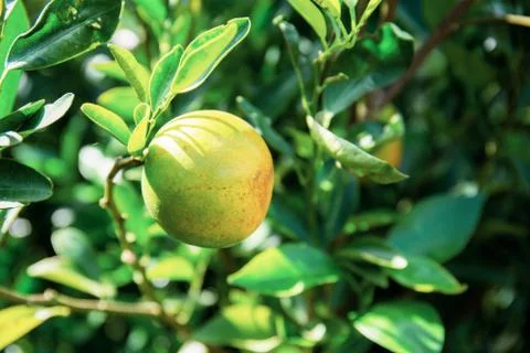 Orange on tree at sunlight. Stock Photos