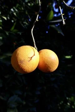 Orange tree sunlight Stock Photos