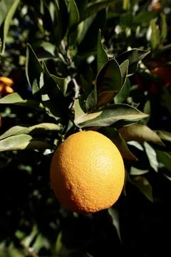Orange tree sunlight Stock Photos