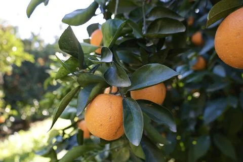 Orange tree sunlight Stock Photos