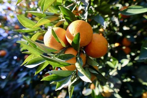 Orange tree sunlight Stock Photos