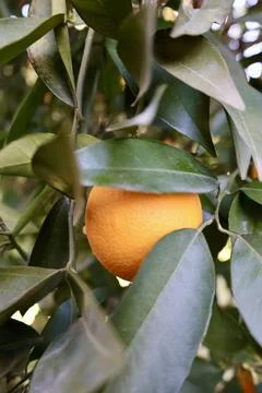 Orange tree sunlight Stock-Fotos