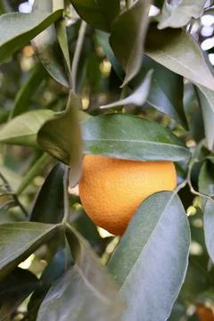 Orange tree sunlight Stock Photos