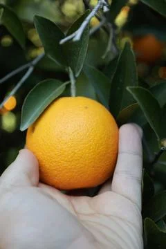 Orange tree sunlight Stock Photos