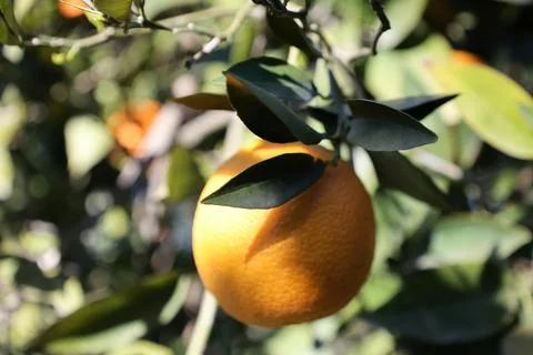 Orange tree sunlight Stock Photos
