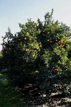 Orange tree sunlight Stock-Fotos
