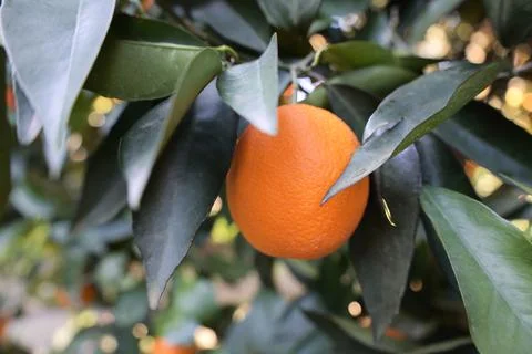 Orange tree sunlight Stock-Fotos