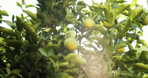 Orange tree on a sunny day 動画素材 143481276