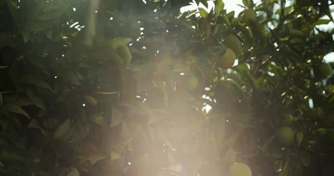 Orange tree on a sunny day 動画素材 143500128