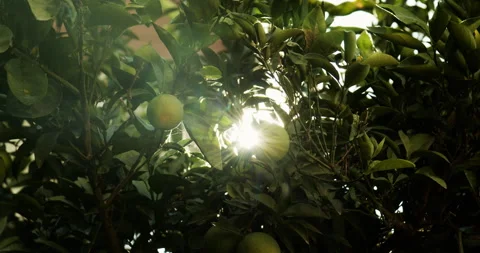 Orange tree on a sunny day 動画素材 143501952