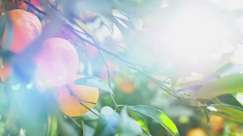 Orange Tree At Sunrise, Close On Ripe Tangerine Fruit, Lens Flare. SLOW MOTION. Vidéo 140369220