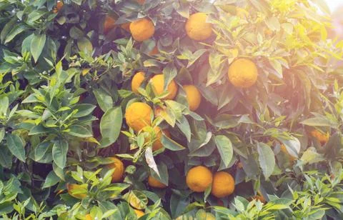 Orange tree in sunset Stock Photos