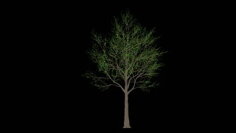Orange Tree timelapse growing, black background 스톡 동영상 146637867
