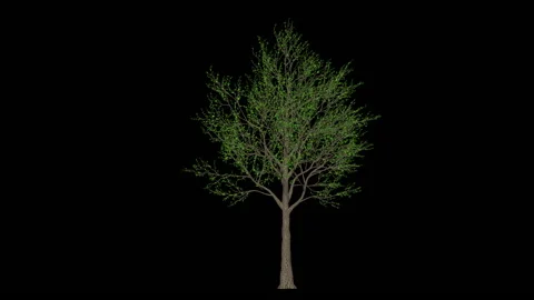 Orange Tree timelapse growing, Luma Matte Video stock 145451021