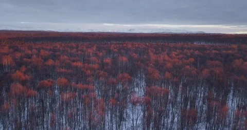 Orange Tree Tops in Alaska Video stock 87093155