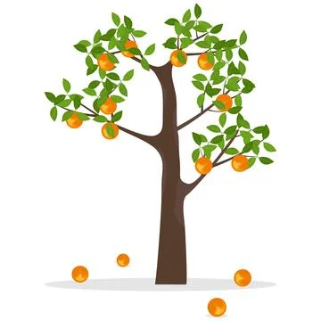 Orange tree, a tree with oranges. Ripe oranges hang on a tree Stock Illustration