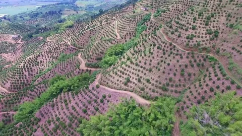 Orange Tree Tropical Stock Footage 71342020