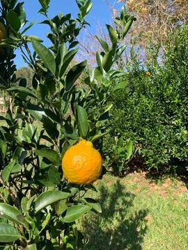 Orange on the tree under the sunlight Stock Photos