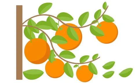 Orange Tree Vector Design And Illustration. Stock Illustration