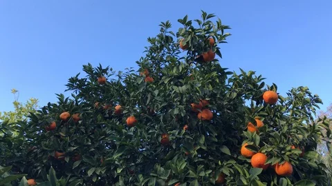 Orange Tree vs Blue Sky Video stock 100239425