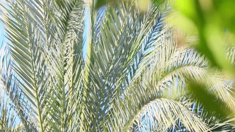 Orange tree vs palm fronds in the wind Stock Footage 234748096