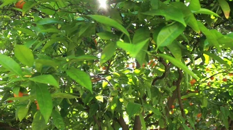 Orange Tree w Wagon Stock Footage 739273