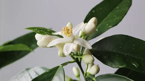 Orange tree white flowers and buds with water drops. Azahar blossom. Stock Footage