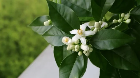 Orange tree white fragrant flowers and buds on the blurred spring background. Stock Footage 153958957