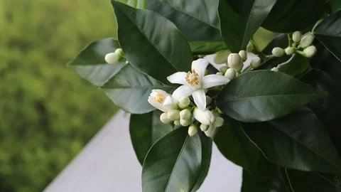 Orange tree white fragrant flowers and buds sway in the wind. Stock Footage 154030114