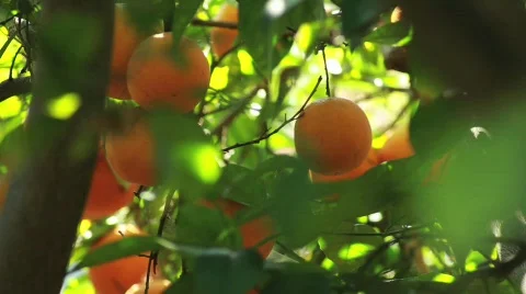 Orange Tree Wide Video stock 739313