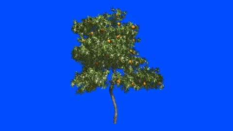 Orange tree in the wind.Blue screen alpha. Stock Footage 88966471