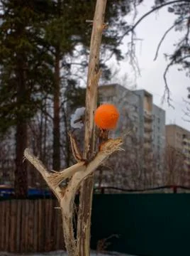 Orange on a tree in winter Stock Photos