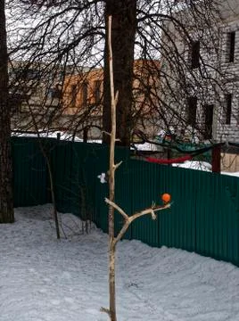 Orange on a tree in winter Stock Photos