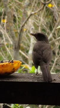 Orange tree wisdom Foto stock