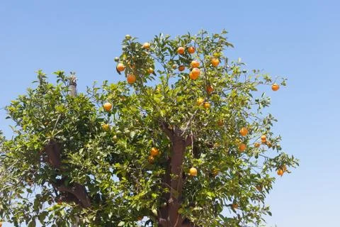 Orange trees - Citrus sinensis Stock Photos