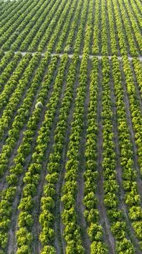 Orange trees creating ordered agricultural pattern in Spain Stock Photos