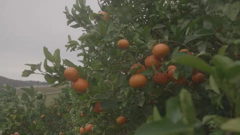Orange Trees On Farm Stock Footage 270310409